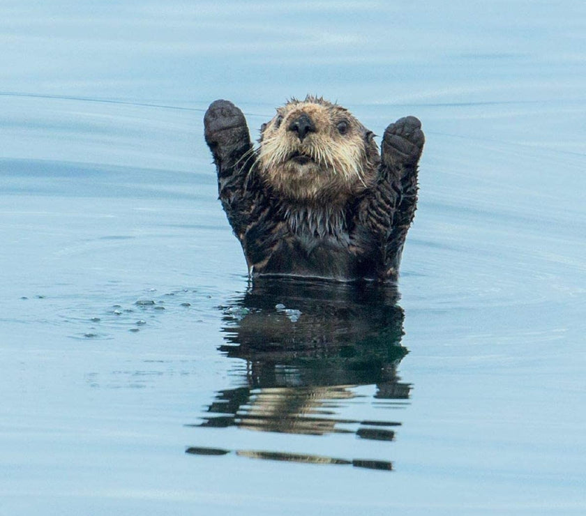 Surrendering Otter Blank Greeting Card