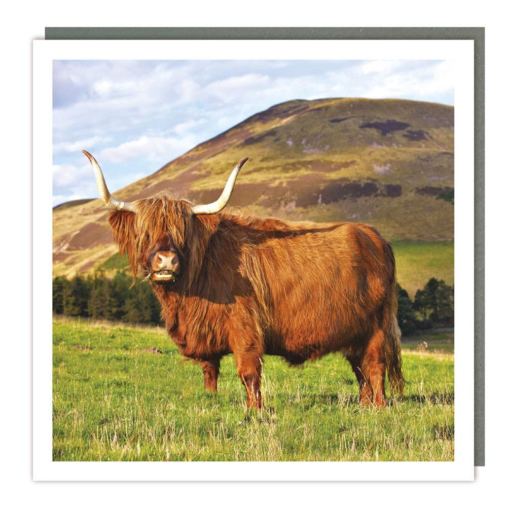 Highland Angus Cow Greeting Card - House of Cards