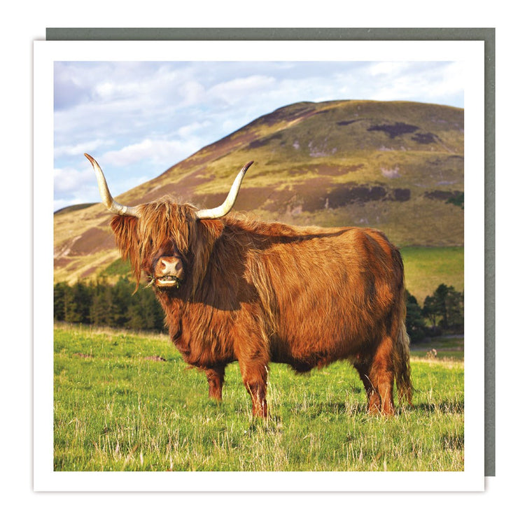Highland Angus Cow Greeting Card