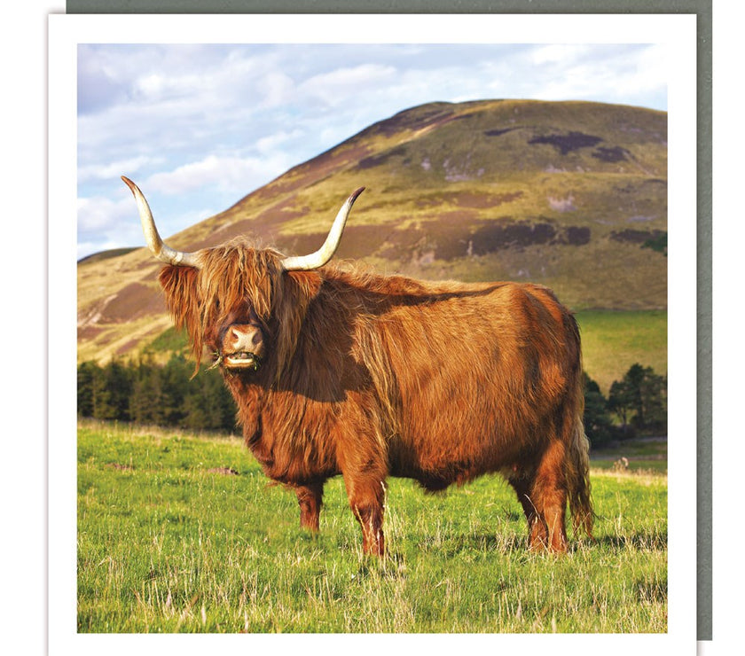 Highland Angus Cow Greeting Card