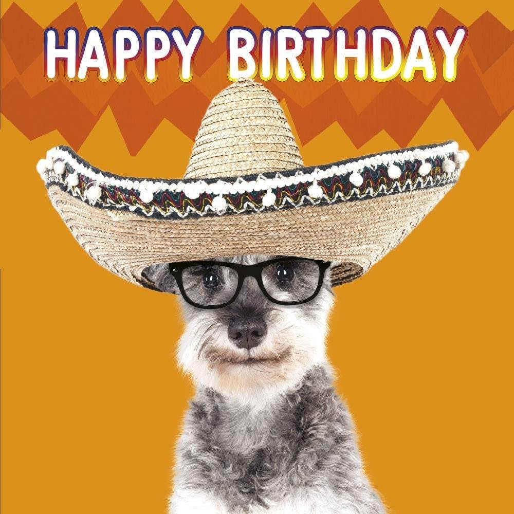 3D Lenticular Sombrero Schnauzer Birthday Card - House of Cards