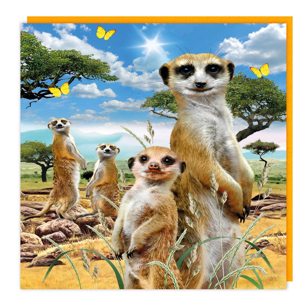 3D Meerkat Mob Birthday Card - House of Cards