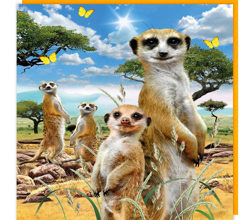 3D Meerkat Mob Birthday Card - House of Cards