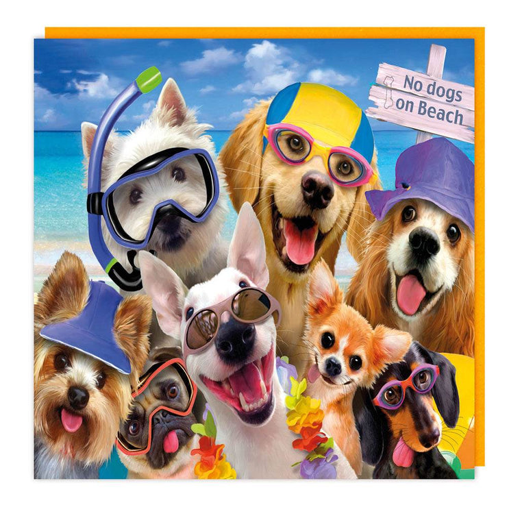 3D Swimmer Dogs Birthday Card - House of Cards