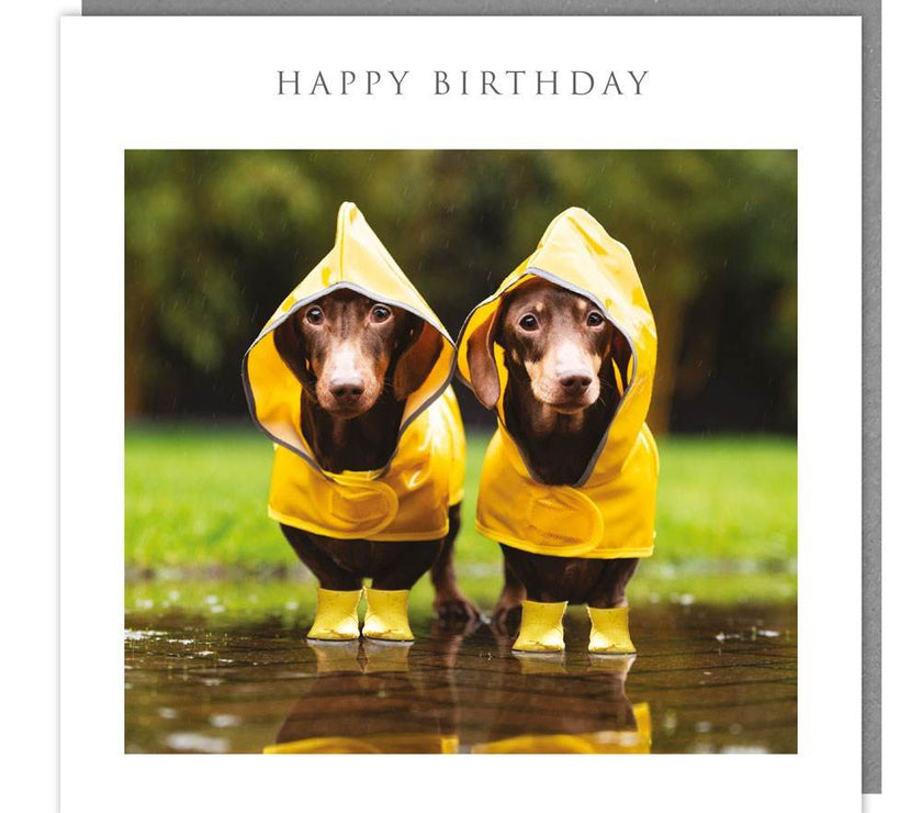 Cute Birthday Card Dachshunds Tracks Walkies Range Birthday Card