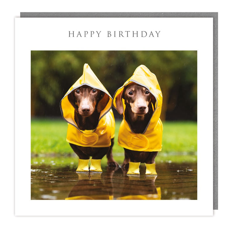 Dachshunds In Wellies