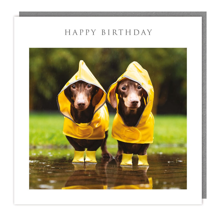 Dachshunds In Wellies