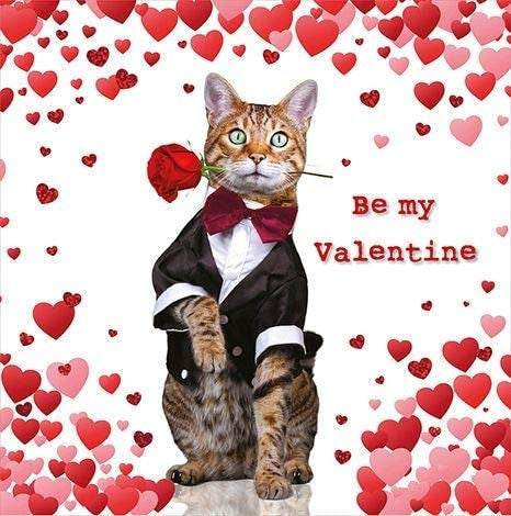 Cat in a Suit Valentine Card - House of Cards