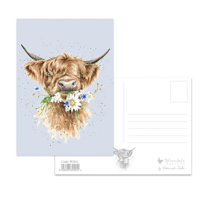 Daisy Cow Postcard