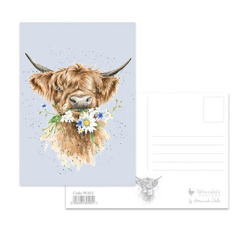 Daisy Cow Postcard