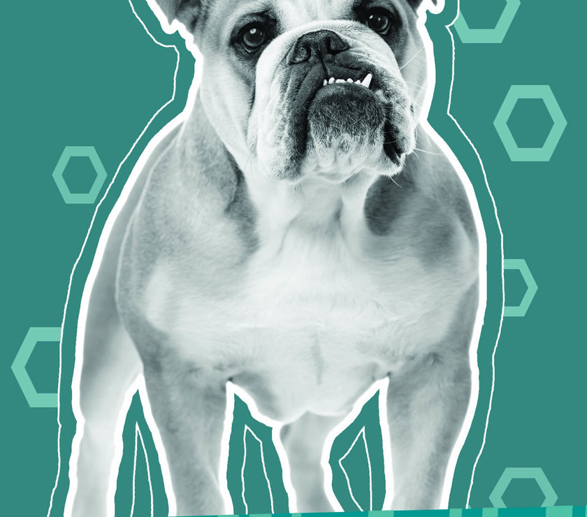 Dog Amazed by Stupidity Fathers Day Card