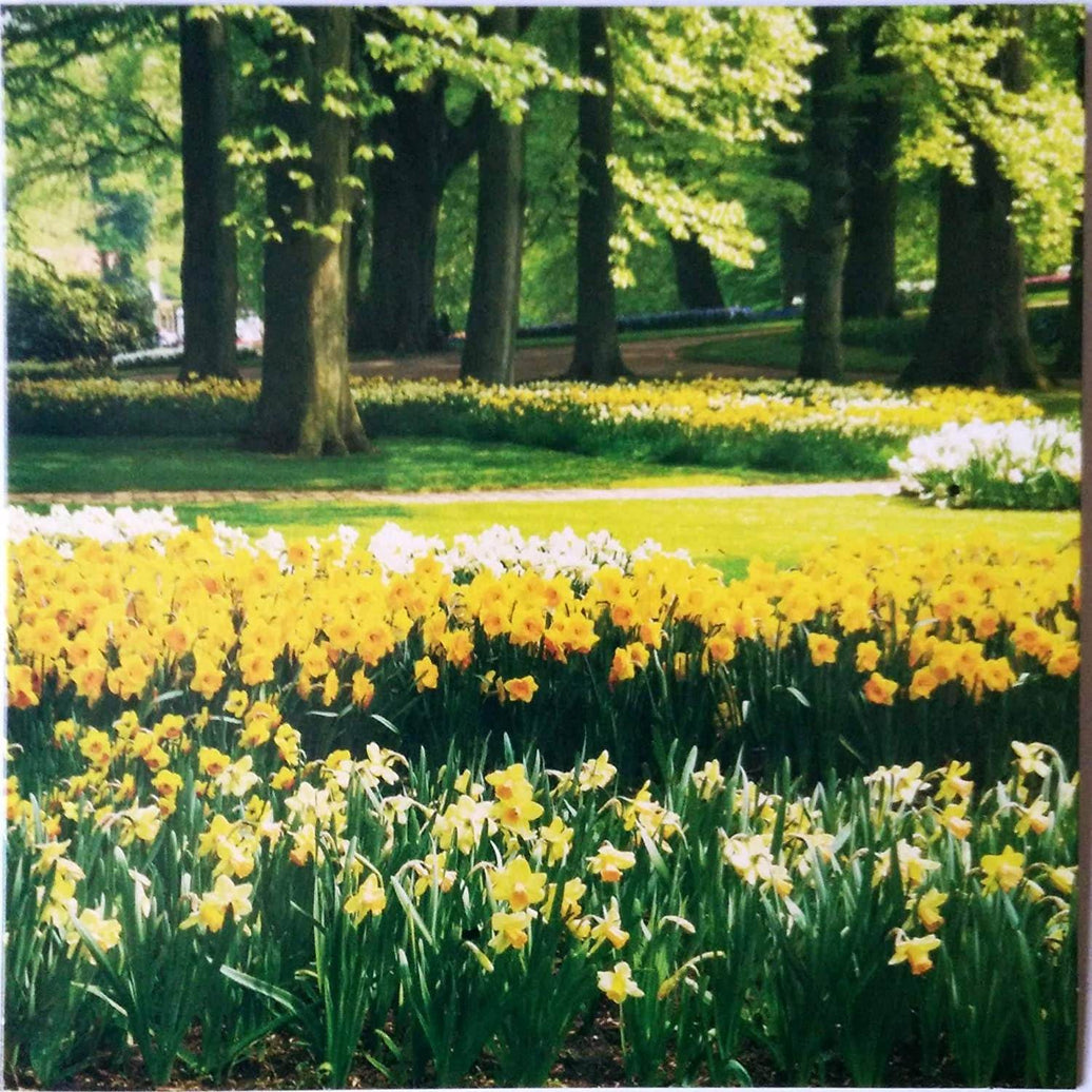 Yellow Daffodils Easter Card - House of Cards