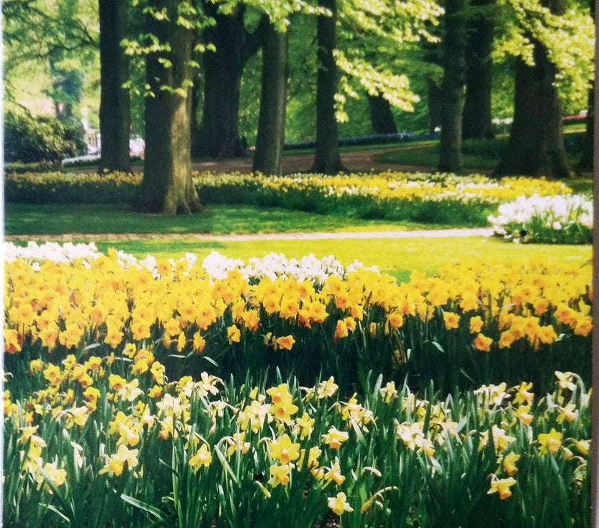 Yellow Daffodils Easter Card