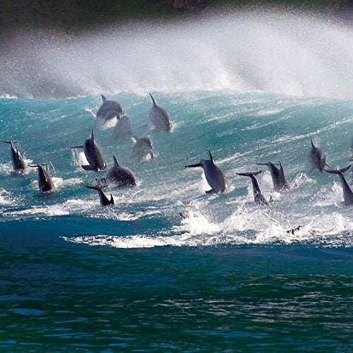 BBC Earth Blue Planet - Bottlenose Dolphins