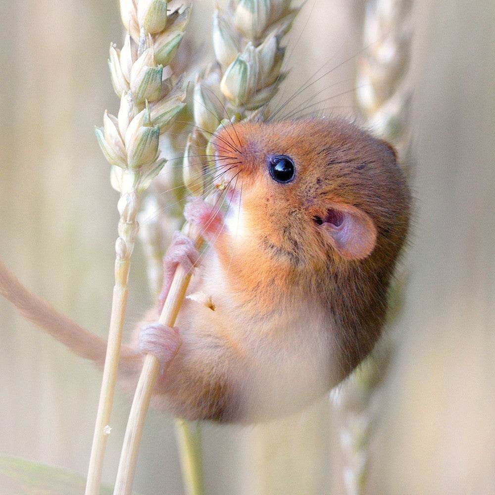 Gold Harvest Birthday Card - House of Cards