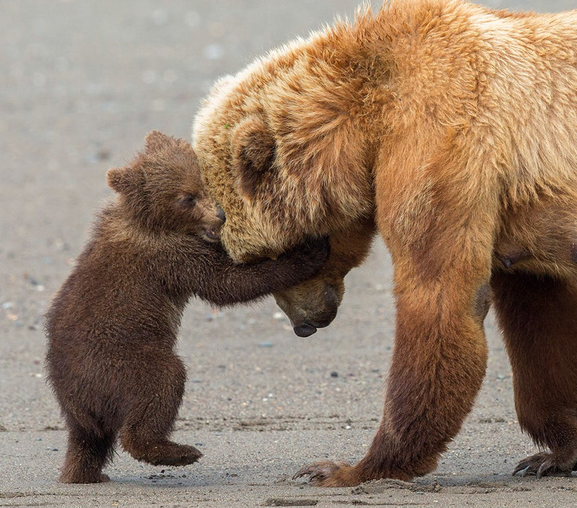 Bear Hug Birthday Card