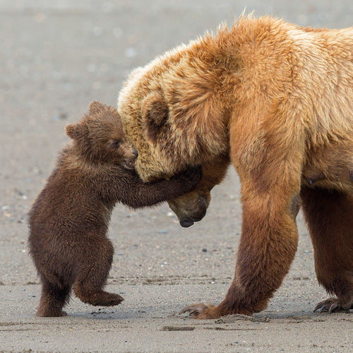 Bear Hug Birthday Card