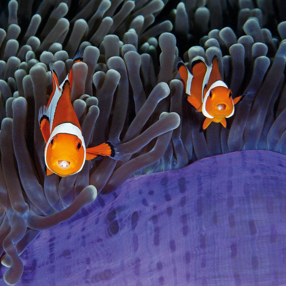 Insiders Birthday Card - House of Cards