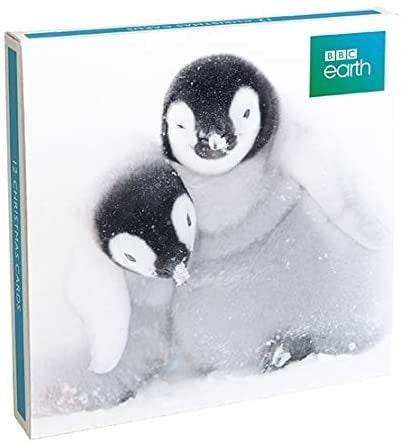 BBC Earth Penguins Christmas Boxed Cards - House of Cards