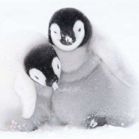 BBC Earth Penguins Christmas Boxed Cards