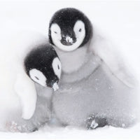 BBC Earth Penguins Christmas Boxed Cards