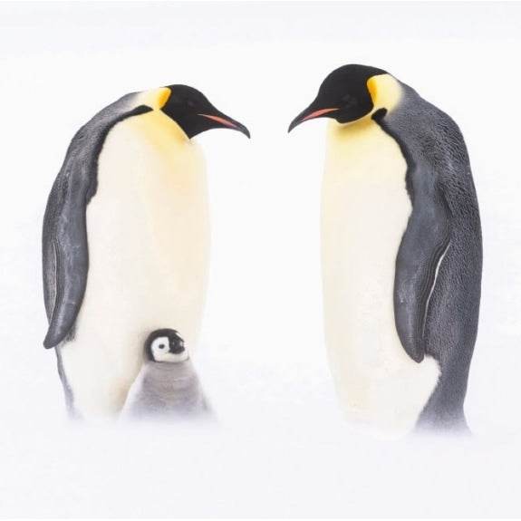 BBC Earth Penguins Christmas Boxed Cards - House of Cards