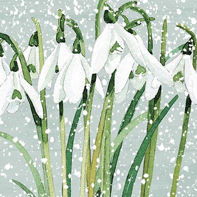 Snowdrops CP Christmas Cards