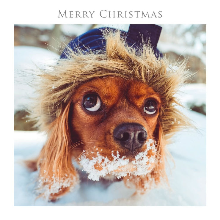 Snowy Dog Christmas Card