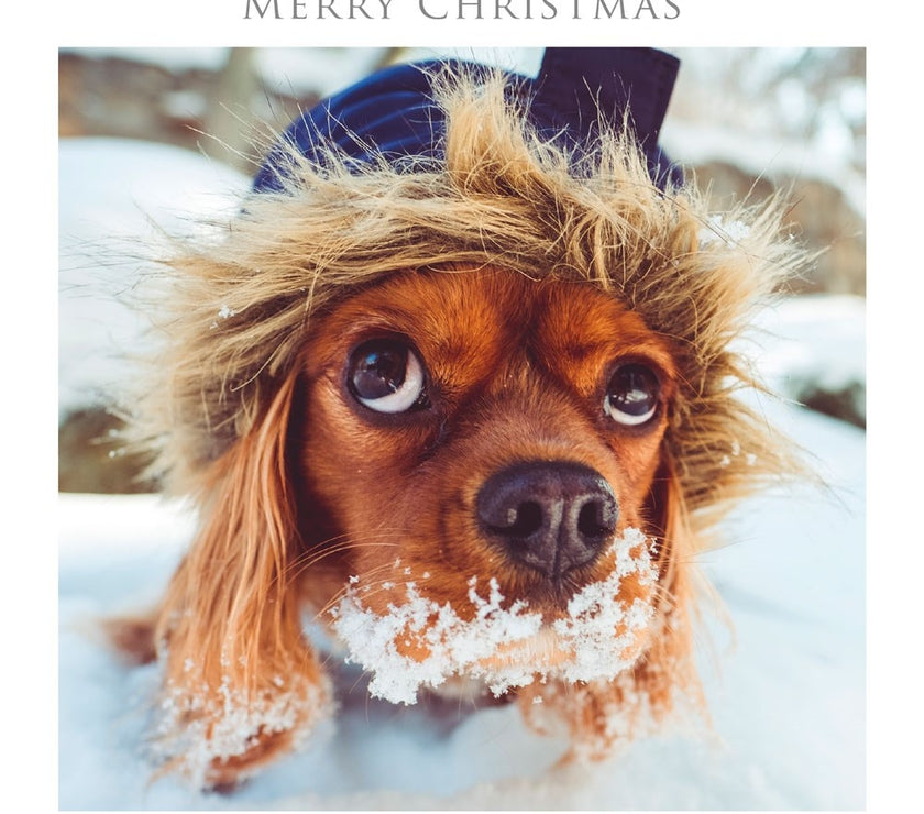 Snowy Dog Christmas Card