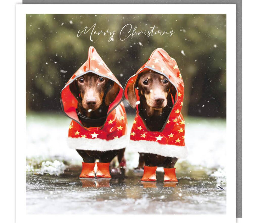 Dachshunds in Coats Christmas Card - House of Cards